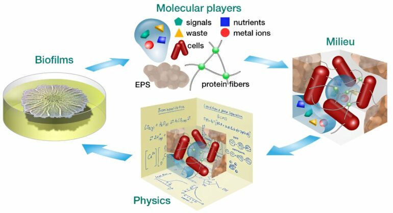 How bacteria actively use passive physics to make biofilms