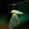 How the butterfly got its pupa: Modeling study traces origins of ...