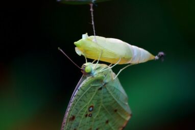 How the butterfly got its pupa: Modeling study traces origins of ...