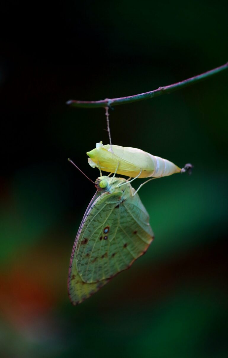 How the butterfly got its pupa: Modeling study traces origins of ...