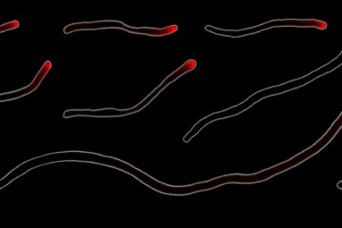 Human mouth bacteria reproduce through rare form of cell division ...