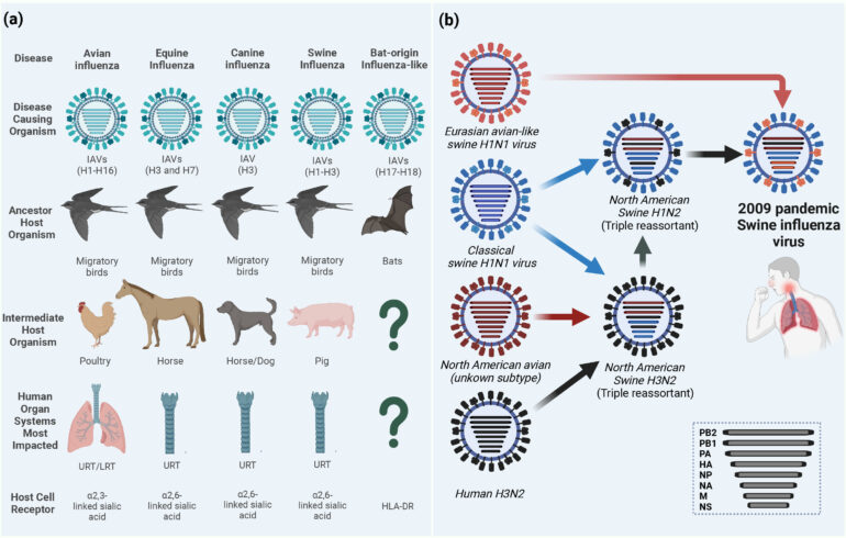 Frontiers | Zoonosis and zooanthroponosis of emerging respiratory ...