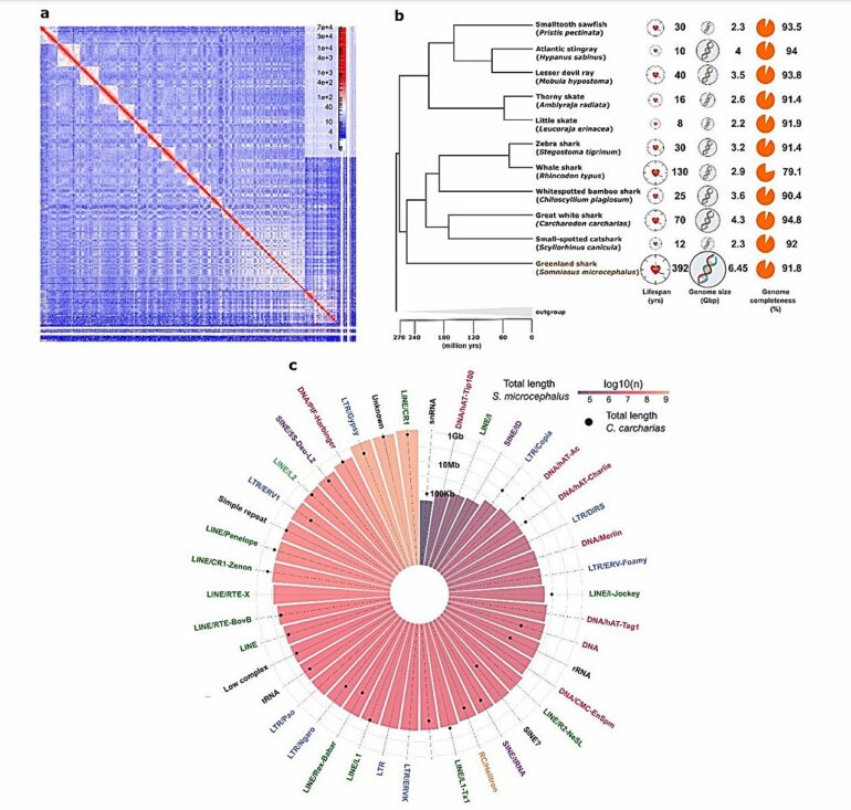 International team decodes the genome of the Greenland shark