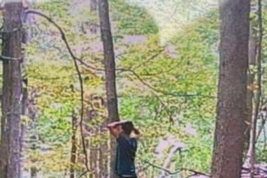 Invasive caterpillars can make aspen forests more toxic for native ...