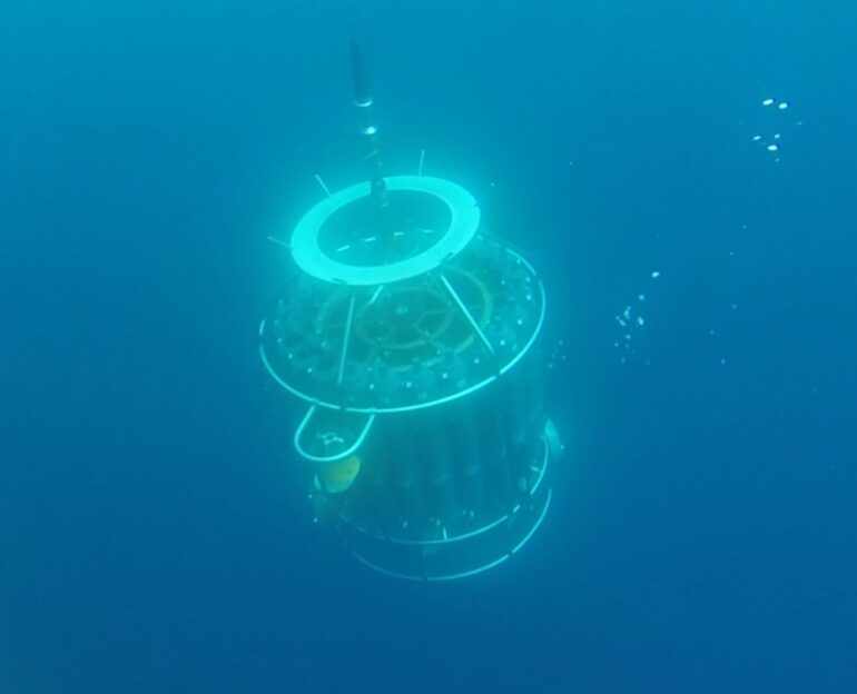 Invisible forest' of phytoplankton thrives as ocean warms, study shows