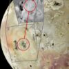 JunoCam spots new volcano on active Io