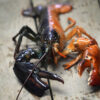 Just how rare is a rare-colored lobster? Scientists say answer ...