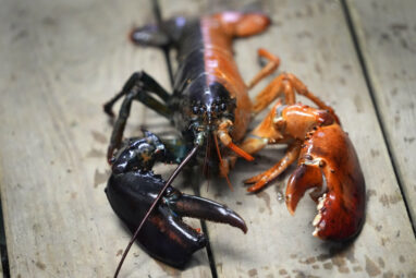 Just how rare is a rare-colored lobster? Scientists say answer ...