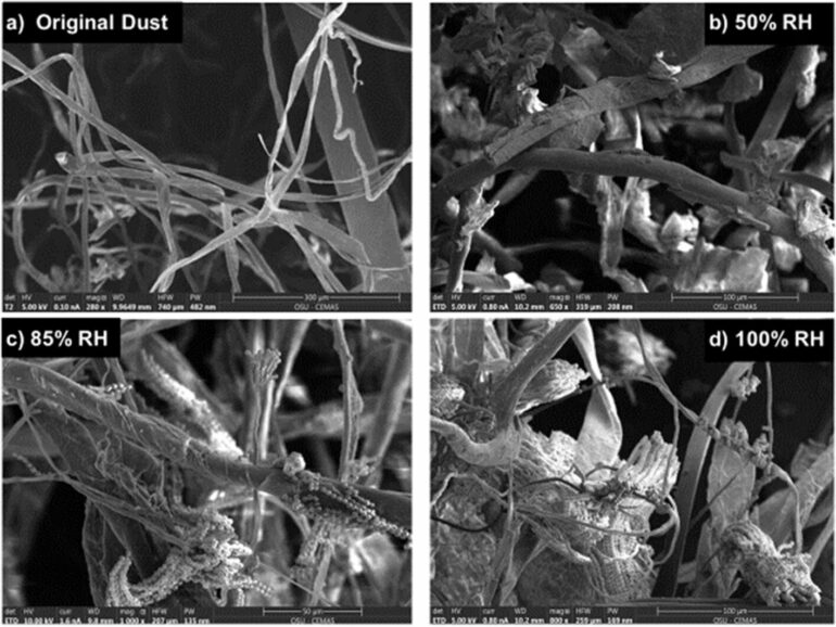 Keeping mold out of future space stations