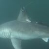 Large sharks may be hunting each other—and scientists know because ...