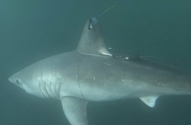 Large sharks may be hunting each other—and scientists know because ...