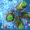 Molecular simulations and supercomputing shed light on energy ...