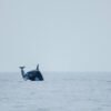 Mysterious orca group near Chile tracked down, revealing newly ...