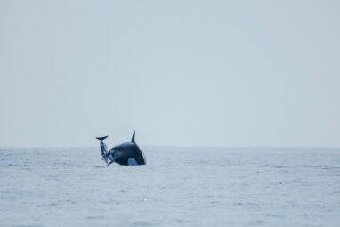 Mysterious orca group near Chile tracked down, revealing newly ...