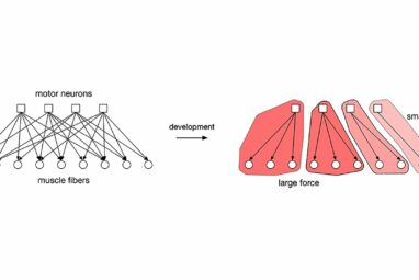 New algorithm improves bipartite matching by mimicking nervous system