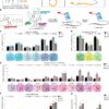 New approach may yield modified messenger RNAs for treating a wide ...