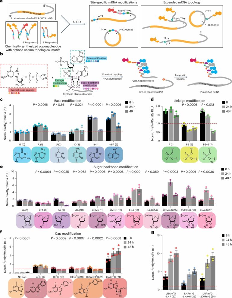 New approach may yield modified messenger RNAs for treating a wide ...