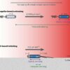 New discovery of how bacteria navigate their environment could ...