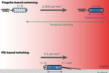 New discovery of how bacteria navigate their environment could ...