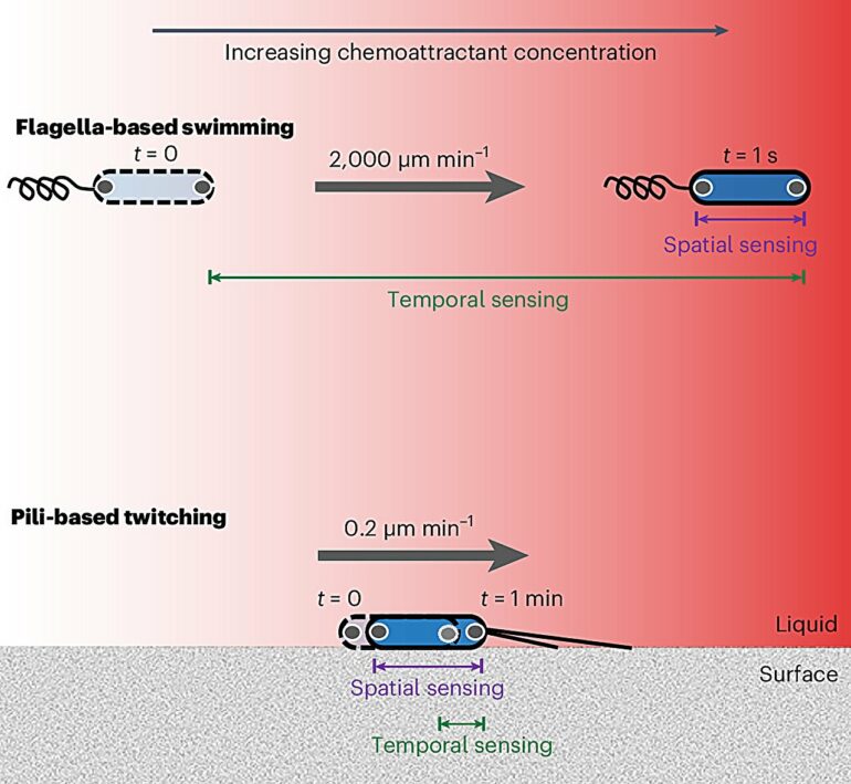 New discovery of how bacteria navigate their environment could ...