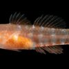 New 'grumpy' fish species discovered in the Red Sea