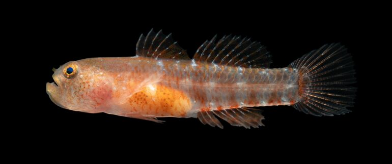 New 'grumpy' fish species discovered in the Red Sea