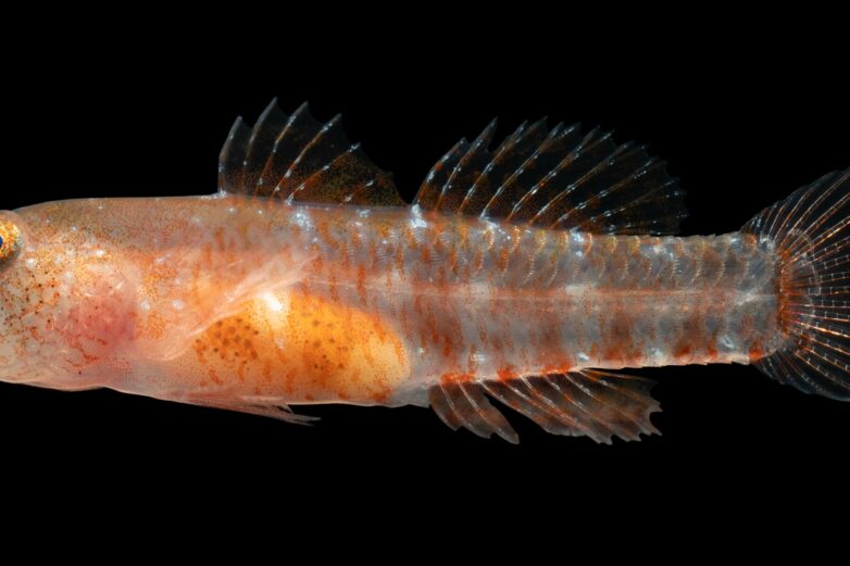 New 'grumpy' fish species discovered in the Red Sea