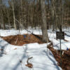 New research reveals climate change impact on Northeastern forests ...