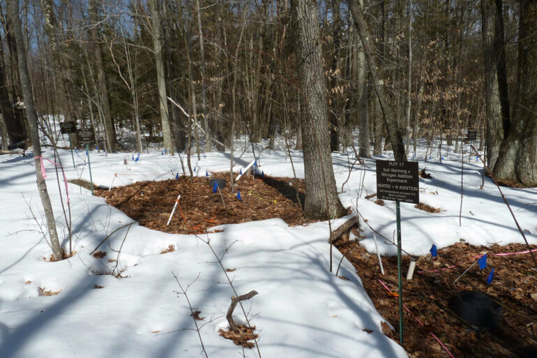 New research reveals climate change impact on Northeastern forests ...