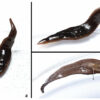 New species of flatworm discovered in the United States