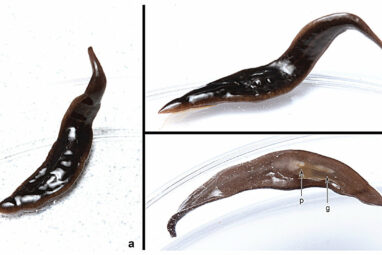 New species of flatworm discovered in the United States