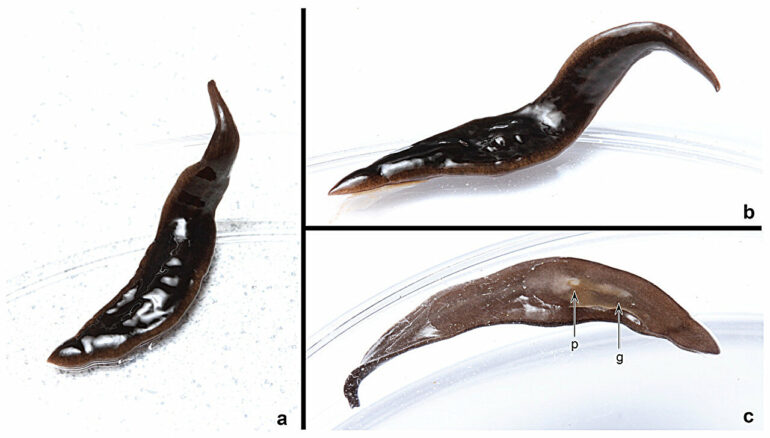 New species of flatworm discovered in the United States