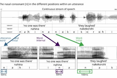 New study shows that word-initial consonants are systematically ...