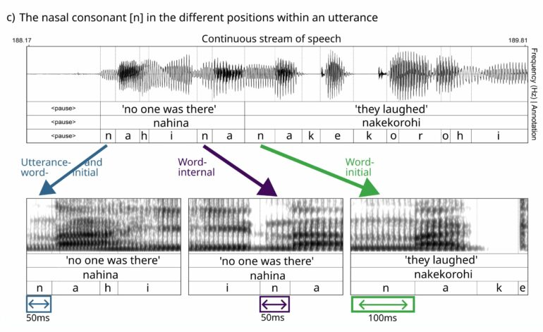 New study shows that word-initial consonants are systematically ...