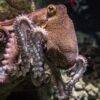 Octopuses work together with fish to hunt—and the way they share ...