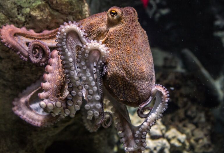 Octopuses work together with fish to hunt—and the way they share ...