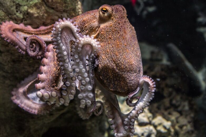 Octopuses work together with fish to hunt—and the way they share ...