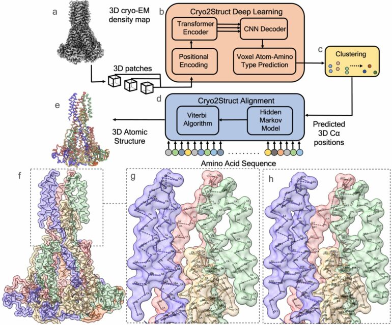 Paving the way for new treatments with a tool that builds 3D ...