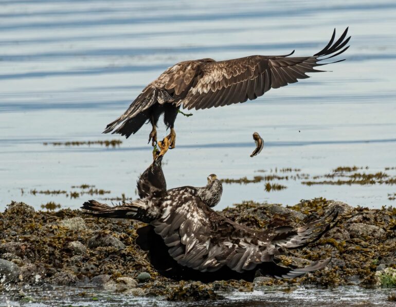 Pirate Seabirds' Could Become a Pathway for Deadly Avian Flu to ...