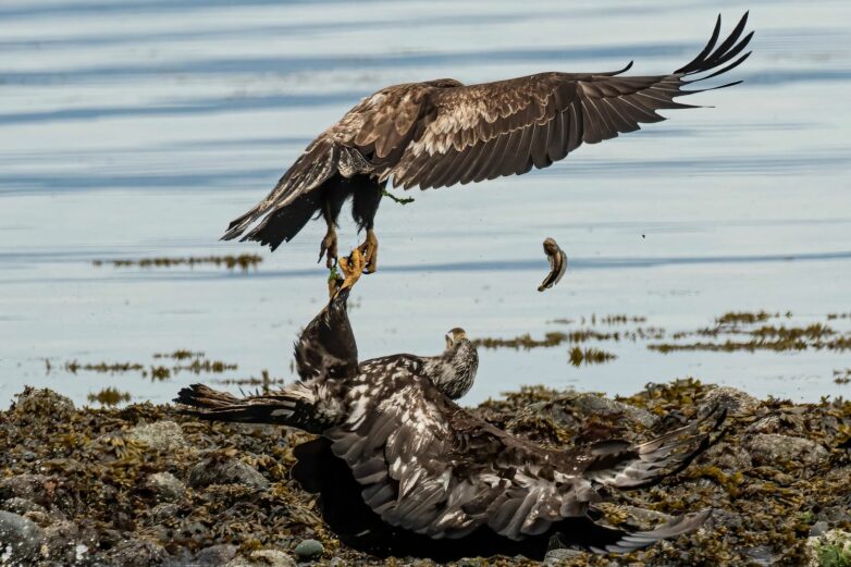 Pirate Seabirds' Could Become a Pathway for Deadly Avian Flu to ...