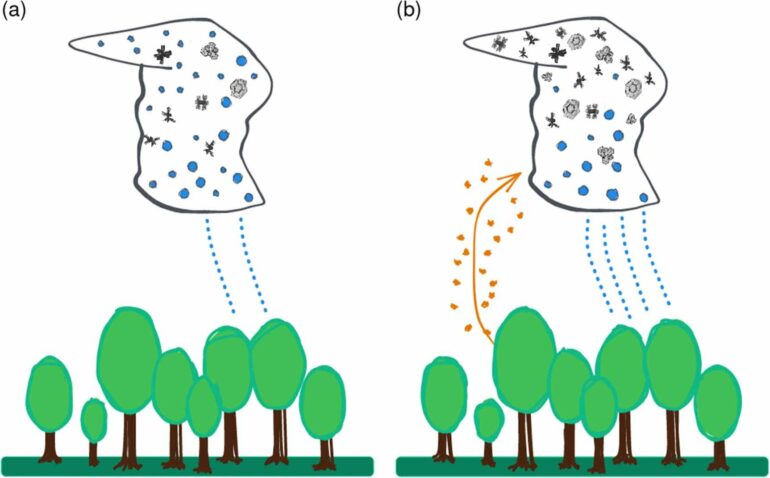 Pollen affects cloud formation and precipitation patterns ...