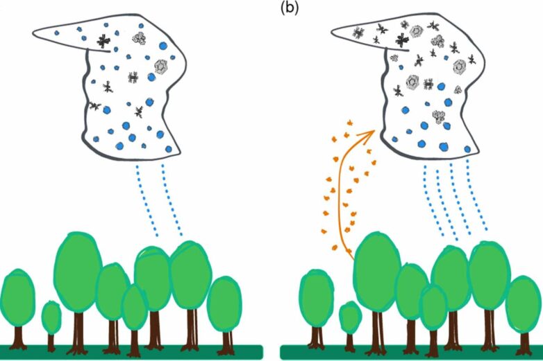 Pollen affects cloud formation and precipitation patterns ...