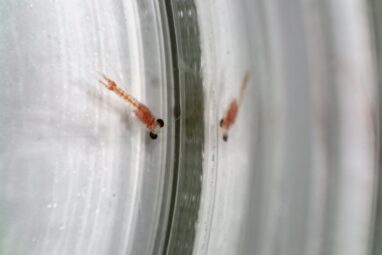 Possum shrimp use their cave's special smell to trace their way ...