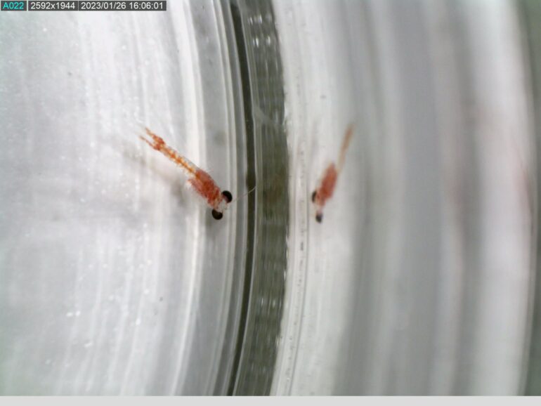 Possum shrimp use their cave's special smell to trace their way ...