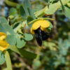 Presence of bacteria in soil makes flowers more attractive to ...