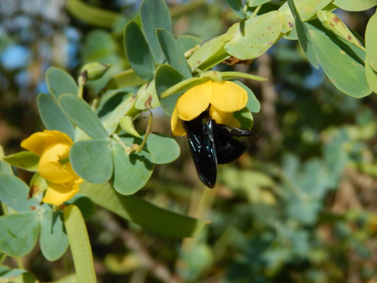 Presence of bacteria in soil makes flowers more attractive to ...