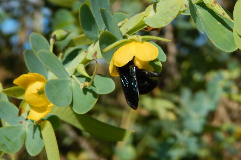 Presence of bacteria in soil makes flowers more attractive to ...