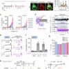 Preventing cell damage: Working principle of proton-activated ...