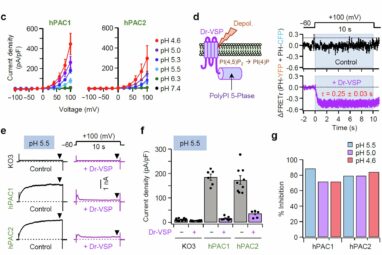 Preventing cell damage: Working principle of proton-activated ...