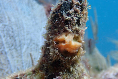 Propagated corals reveal increased resistance to bleaching across ...